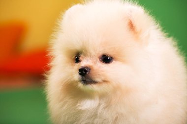 Pomeranian puppy on a green background