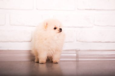 Pomeranya köpekleri evde.