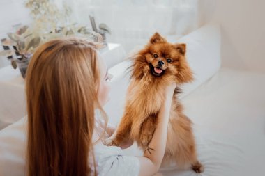 Pomeranya köpekleri evde.