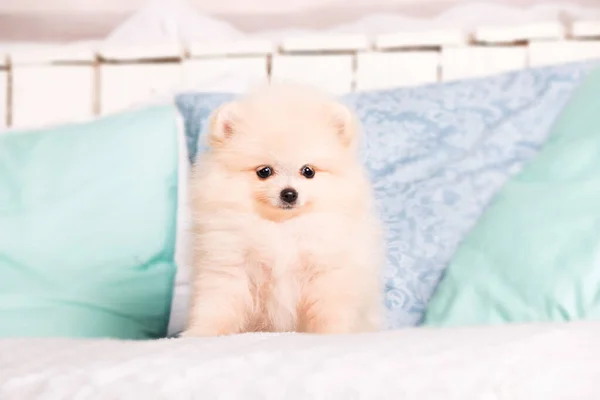 Pomeranian Spitz Dog Home — Stock Photo, Image
