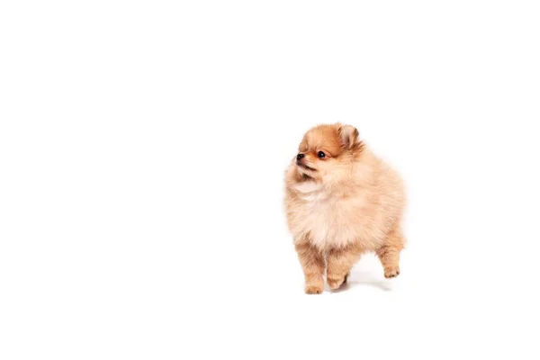 Pomeranian Puppy Isolated White Background — Stock Photo, Image