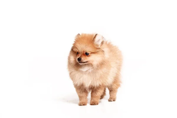 Pommeren Pup Geïsoleerd Witte Achtergrond — Stockfoto