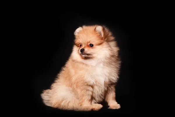 Pomeranian Spitz Puppy Black Background — Fotografia de Stock