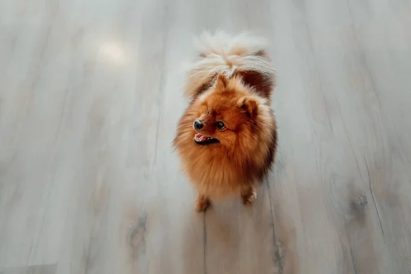 Pomeranian spitz dog at home