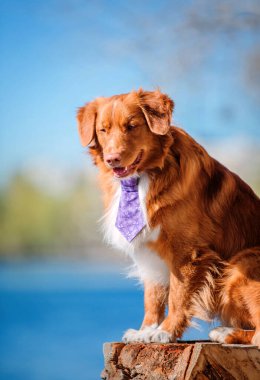 Nova scotia duck tolling retriever köpek
