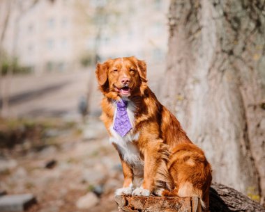 Nova scotia duck tolling retriever köpek