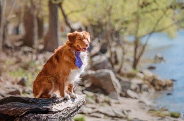 Nova scotia duck tolling retriever köpek