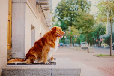 Nova scotia duck tolling retriever köpek