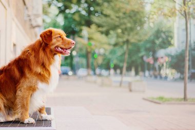 Nova scotia duck tolling retriever köpek