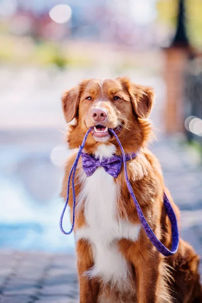 ノバスコシアのアヒル鳴るレトリーバー犬 — ストック写真