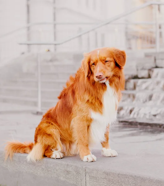 ノバスコシアのアヒル鳴るレトリーバー犬 — ストック写真