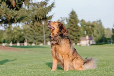 Dog breed Tibetan Mastiff portrait on the grass