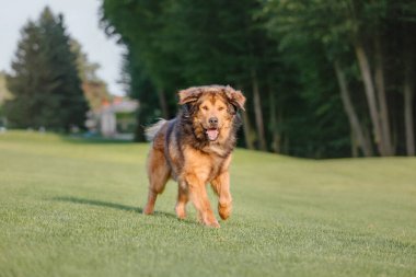 Dog breed Tibetan Mastiff running on the grass