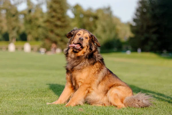 Dog Breed Tibetan Mastiff Sitting Grass — Photo