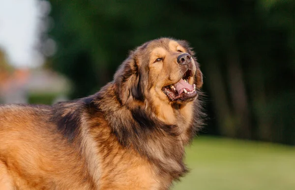 Dog Breed Tibetan Mastiff Portrait Grass — Stockfoto