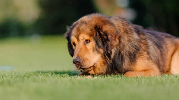 Dog Breed Tibetan Mastiff Lying Grass — Fotografia de Stock