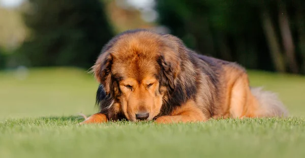 Dog Breed Tibetan Mastiff Lying Grass — Foto de Stock