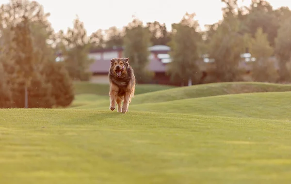 Dog breed Tibetan Mastiff running on the grass