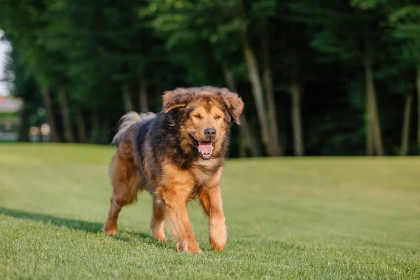 Σκύλος Φυλή Θιβέτ Mastiff Τρέχει Στο Γρασίδι — Φωτογραφία Αρχείου