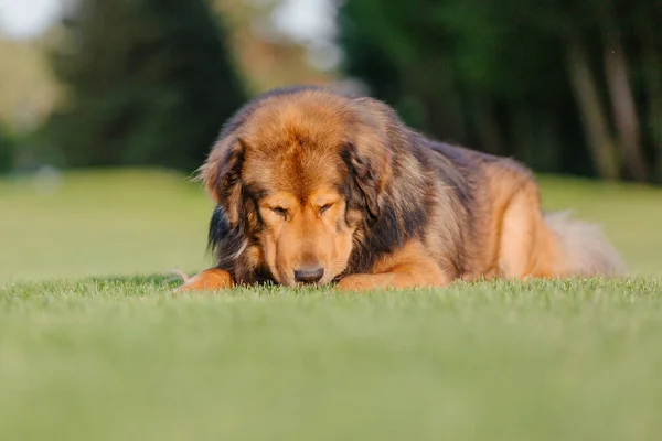 Σκύλος Φυλή Θιβέτ Μαστίφ Ξαπλωμένος Στο Γρασίδι — Φωτογραφία Αρχείου