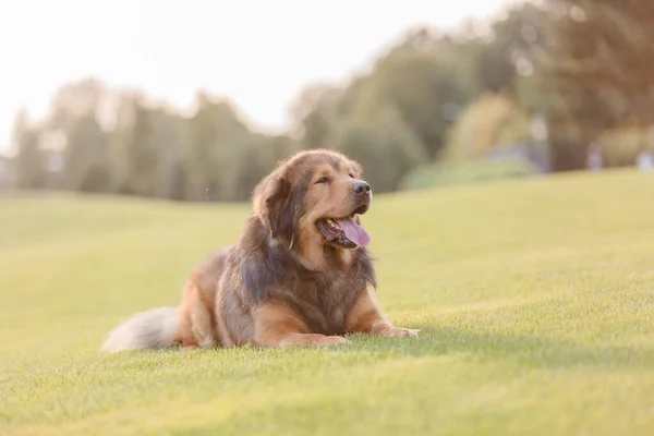 Dog Breed Tibetan Mastiff Lying Grass — Stockfoto