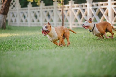 American Staffordshire Terrier köpeği.