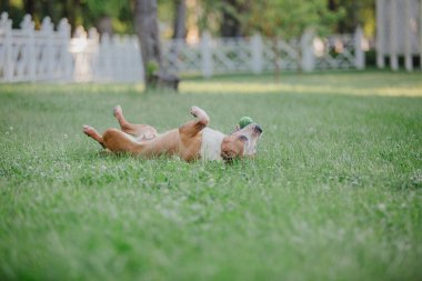 American Staffordshire Terrier köpeği.