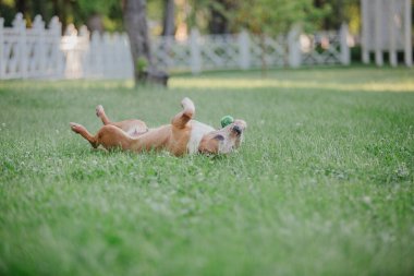 American Staffordshire Terrier köpeği.