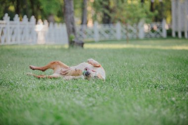 American Staffordshire Terrier köpeği.