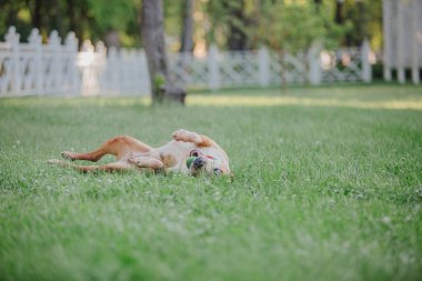 American Staffordshire Terrier köpeği.