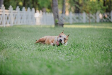 American Staffordshire Terrier köpeği.