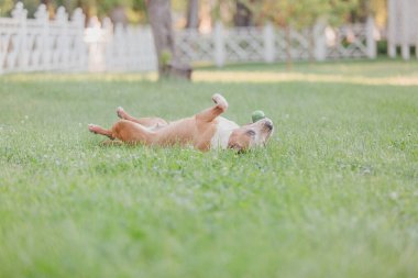 American Staffordshire Terrier köpeği.