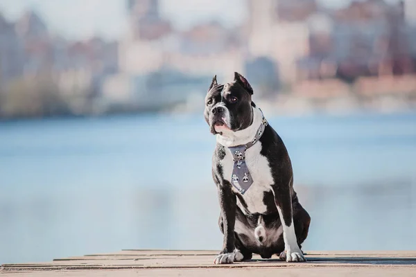 Norsk Staffordshire Terrier Dog Utendørs – stockfoto