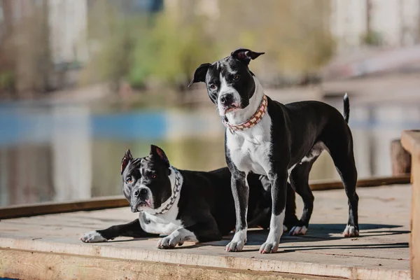 American Staffordshire Terrier köpeği.