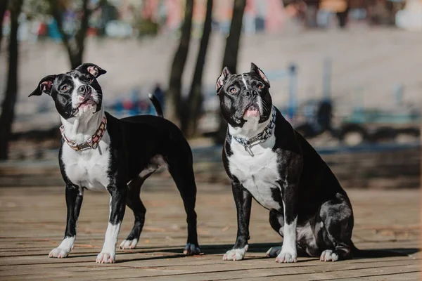 American Staffordshire Terrier köpeği.