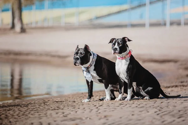 American Staffordshire Terrier köpeği.