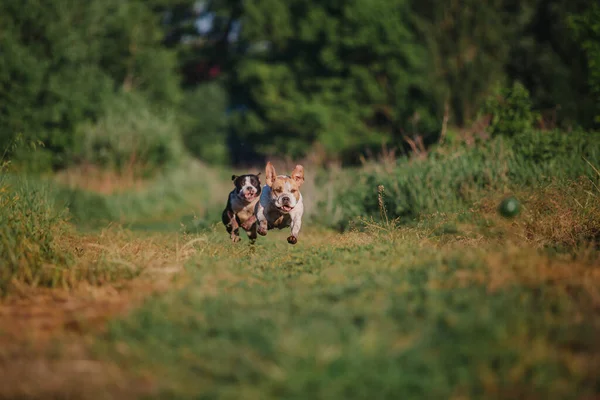 Αμερικανική Staffordshire Terrier Σκύλος Υπαίθρια — Φωτογραφία Αρχείου