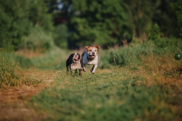 American Staffordshire Terrier Pies Świeżym Powietrzu — Zdjęcie stockowe