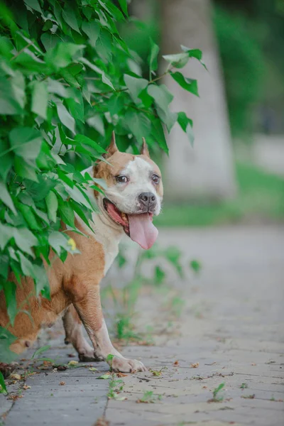 American Staffordshire terrier dog outdoor