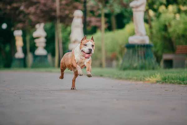 American Staffordshire Terrier Cão Livre — Fotografia de Stock