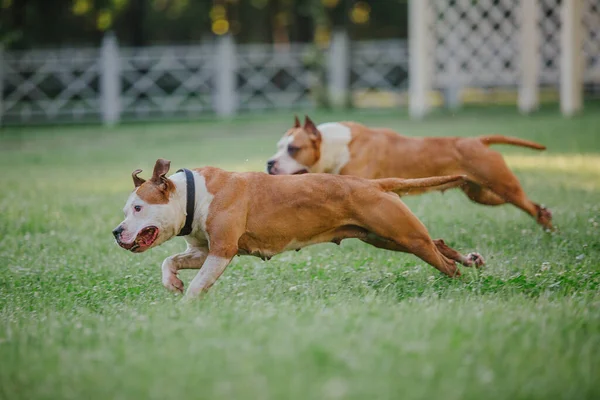 American Staffordshire Terrier Chien Plein Air — Photo