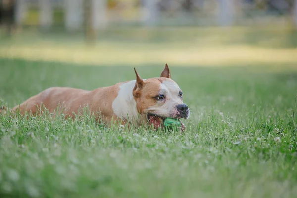 Αμερικανική Staffordshire Terrier Σκύλος Υπαίθρια — Φωτογραφία Αρχείου