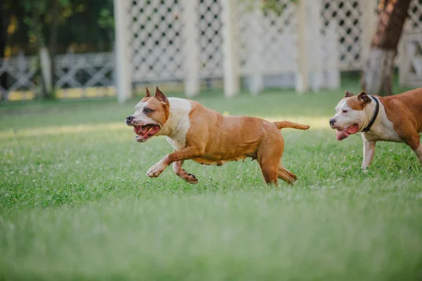 American Staffordshire Terrier Chien Plein Air — Photo