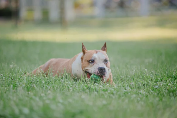 American Staffordshire Teriér Pes Venkovní — Stock fotografie