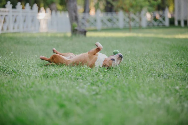 American Staffordshire Teriér Pes Venkovní — Stock fotografie