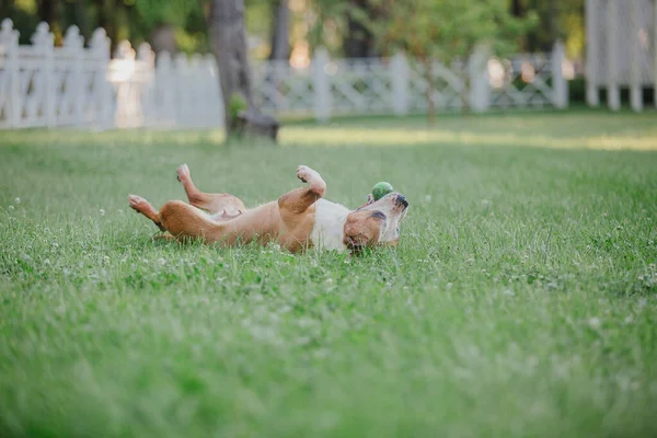 American Staffordshire Terrier Dog Outdoor — Stock Photo, Image