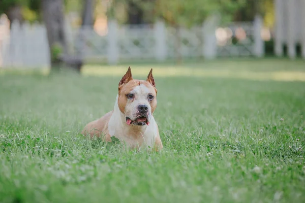 American Staffordshire Terrier Chien Plein Air — Photo