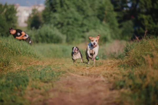 American Staffordshire Terrier Hund Freien — Stockfoto