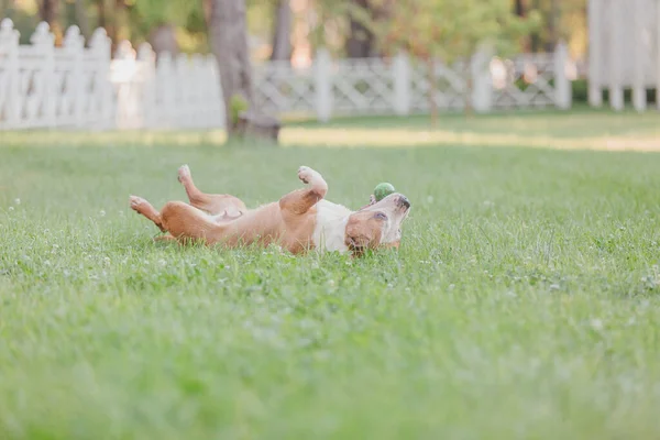 American Staffordshire Terrier Chien Plein Air — Photo