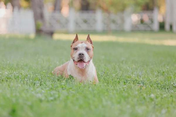 American Staffordshire Terrier Cão Livre — Fotografia de Stock